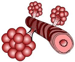 bronchoconstriction