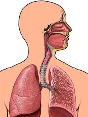 respiratory tract