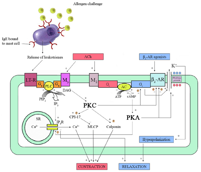 Beta adrenergic bronchodilators