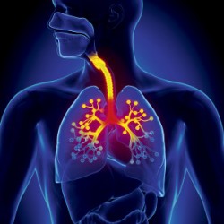 bronchial hyperreactivity