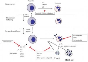 Eosinophils