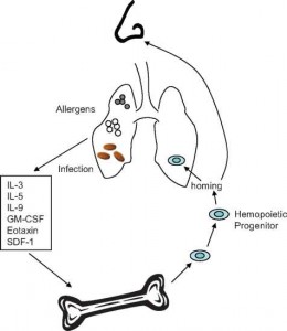 Systemic Hemopoietic Processes