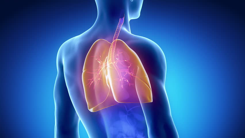 Tracheobronchial Tree